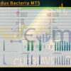 Cupriavidus Bacteria MT5 Backtest