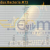 Cupriavidus Bacteria MT5 Review