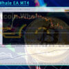 BitcoinWhale EA MT4 Backtests