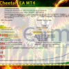 Golden Cheetah EA MT4 Backtests