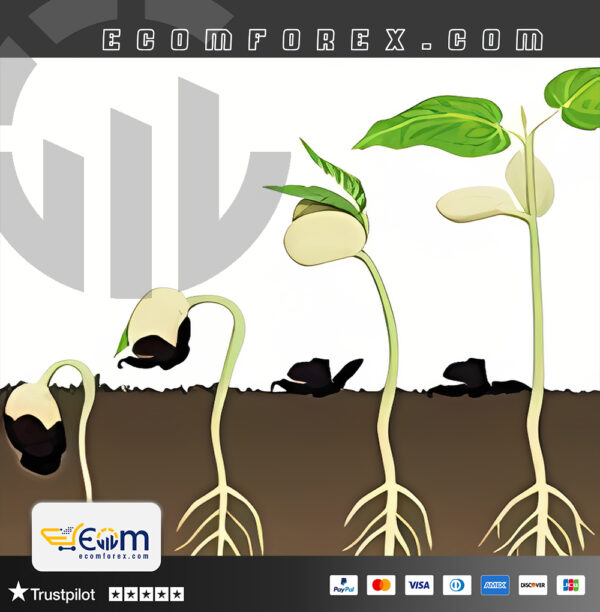 The seed of a big tree EA MT4 Logo