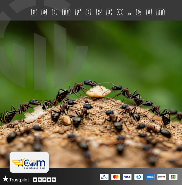 Adaptive Trade Master EA MT4 Logo