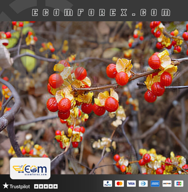 BitterSweet EA MT4 Logo