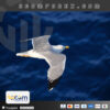 Gulls EA MT4 Logo