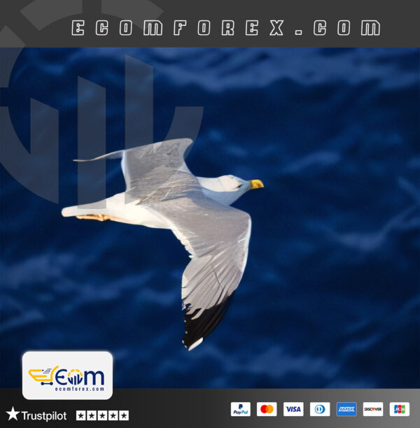 Gulls EA MT4 Logo